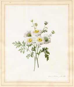 Crisantemo Parthenium (Bottoni del Batchelor), 1831 da Louise DOrleans